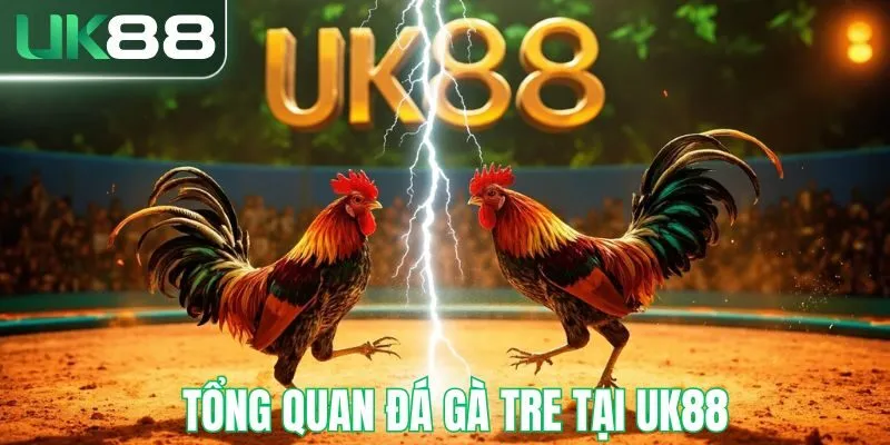 Tổng quan hình thức đá gà tre