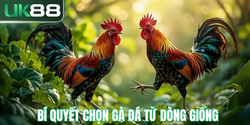 Bí quyết chọn gà đá từ các dòng giống